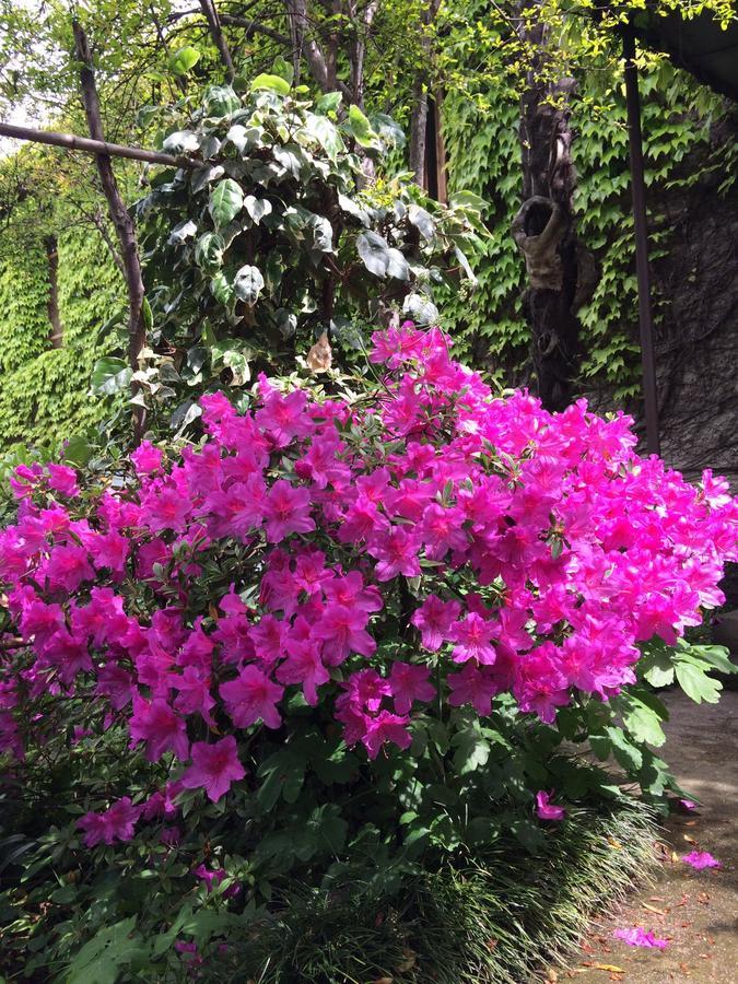 Green House 호텔 라고데키 외부 사진