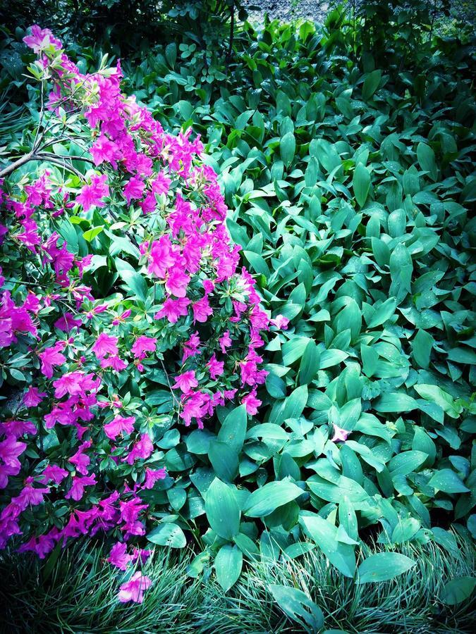 Green House 호텔 라고데키 외부 사진